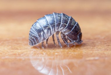 yerli bir habitat bir dal üzerinde julidae myriapod