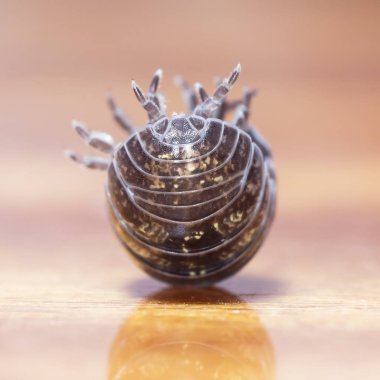 yerli bir habitat bir dal üzerinde julidae myriapod