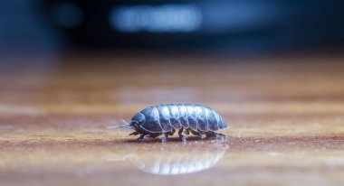 yerli bir habitat bir dal üzerinde julidae myriapod