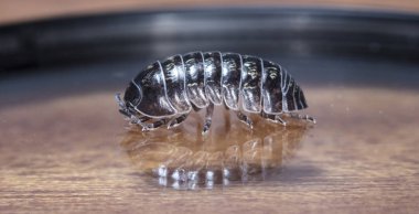 yerli bir habitat bir dal üzerinde julidae myriapod
