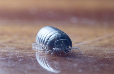 yerli bir habitat bir dal üzerinde julidae myriapod
