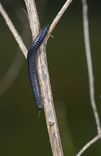 Myriapod Julidae Ветке Родной Среде Обитания — стоковое фото