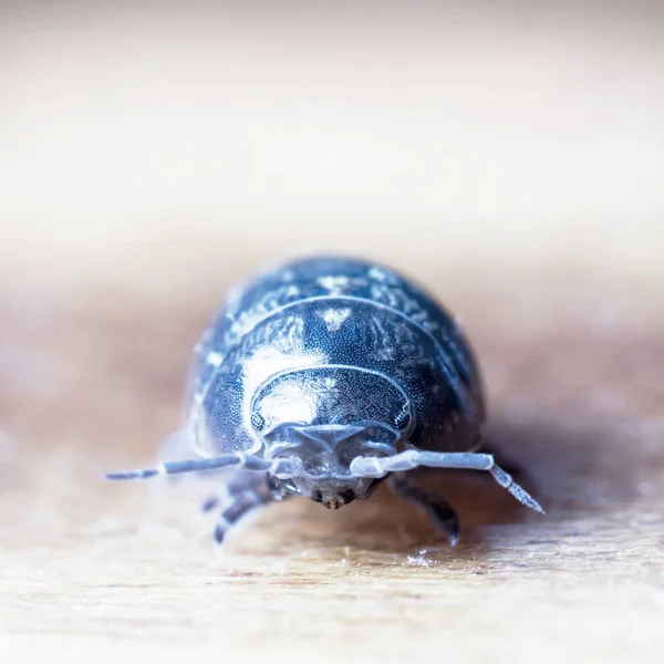 Myriapod Van Julidae Een Tak Een Inheemse Habitat — Stockfoto