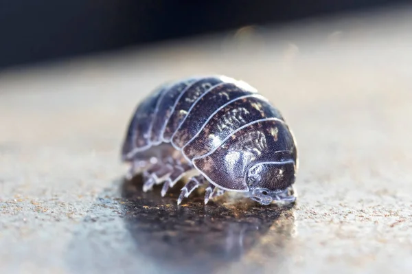 Yerli Bir Habitat Bir Dal Üzerinde Julidae Myriapod — Stok fotoğraf