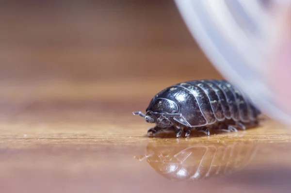 Myriapod Julidae Pobočce Nativním Prostředí — Stock fotografie