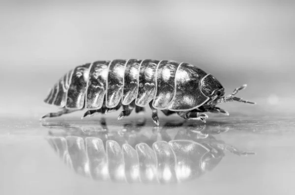 Myriapod Julidae Ramo Habitat Nativo — Fotografia de Stock