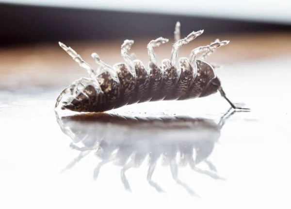 Myriapod Julidae Pobočce Nativním Prostředí — Stock fotografie