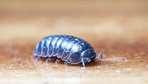 Myriapod Van Julidae Een Tak Een Inheemse Habitat — Stockfoto