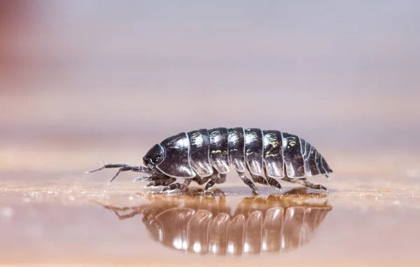 Myriapod Julidae Ветке Родной Среде Обитания — стоковое фото