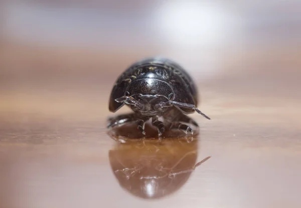 Myriapod Van Julidae Een Tak Een Inheemse Habitat — Stockfoto