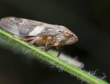 bir çim bir yaprak üzerinde küçük cicada