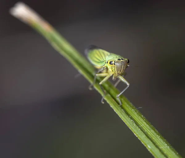 Pequeña Cigarra Sobre Una Hoja Hierba —  Fotos de Stock