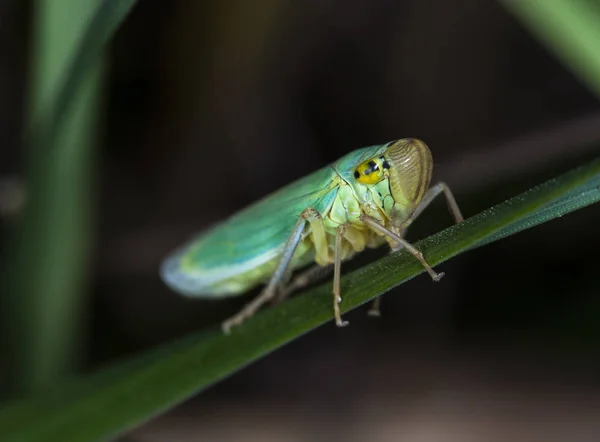 Kis Cicada Levél — Stock Fotó