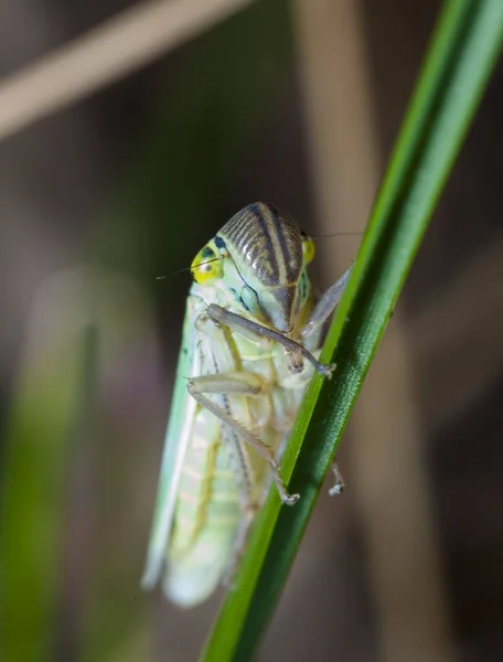 Kis Cicada Levél — Stock Fotó