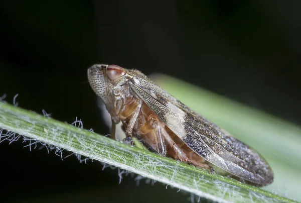 Petite Cigale Sur Une Feuille Herbe — Photo