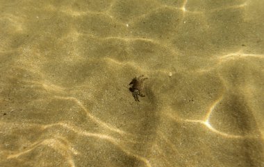 deniz tabanı, sualtı fotoğrafçılığı görünümü