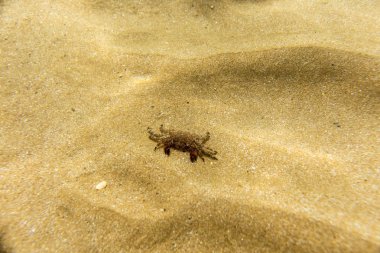 deniz tabanı, sualtı fotoğrafçılığı görünümü