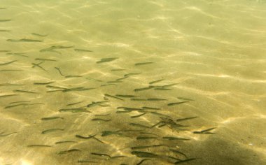 deniz tabanı, sualtı fotoğrafçılığı görünümü