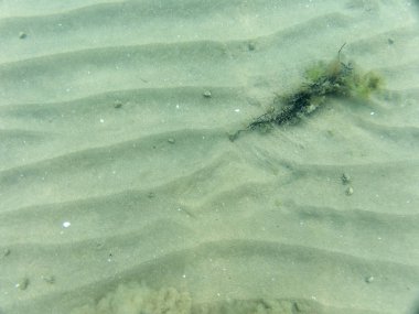 deniz tabanı, sualtı fotoğrafçılığı görünümü