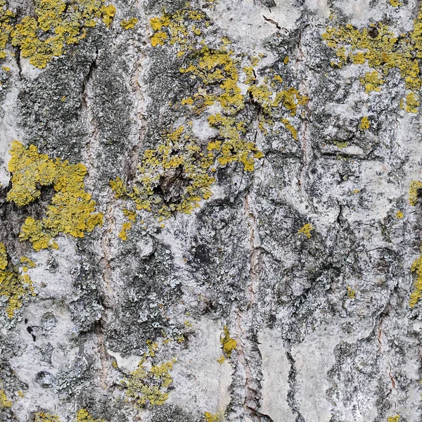 Textura Stromové Kůry Bezešvá Textura Velké Rozlišení Dlaždice Vodorovně Svisle — Stock fotografie