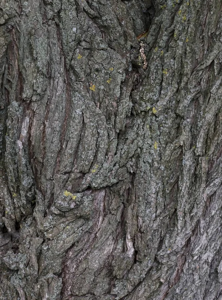 Textura Stromové Kůry Bezešvá Textura Velké Rozlišení Dlaždice Vodorovně Svisle — Stock fotografie