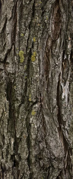 Textura Stromové Kůry Bezešvá Textura Velké Rozlišení Dlaždice Vodorovně Svisle — Stock fotografie