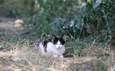 Vahşi sokak kedisi, seçici odaklanma
