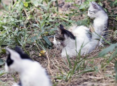 Vahşi sokak kedisi, seçici odaklanma