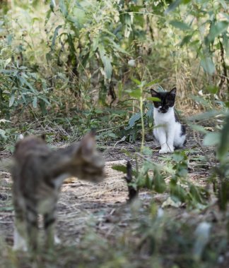 Vahşi sokak kedisi, seçici odaklanma