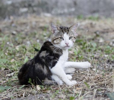 Vahşi sokak kedisi, seçici odaklanma