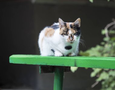 Vahşi sokak kedisi, seçici odaklanma