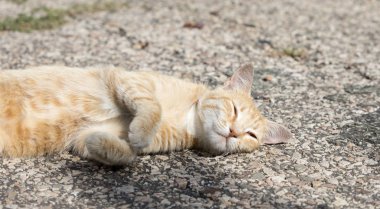 Vahşi sokak kedisi, seçici odaklanma