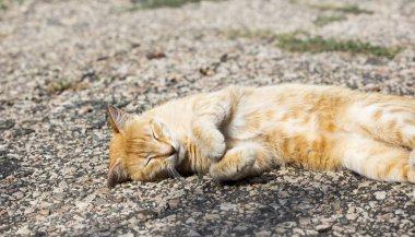 Vahşi sokak kedisi, seçici odaklanma