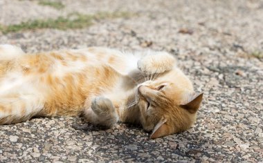 Vahşi sokak kedisi, seçici odaklanma