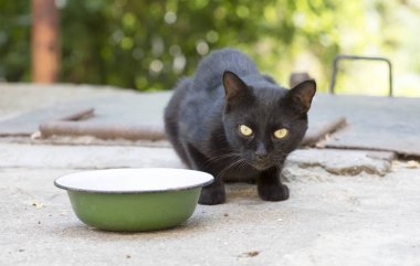 Vahşi sokak kedisi, seçici odaklanma