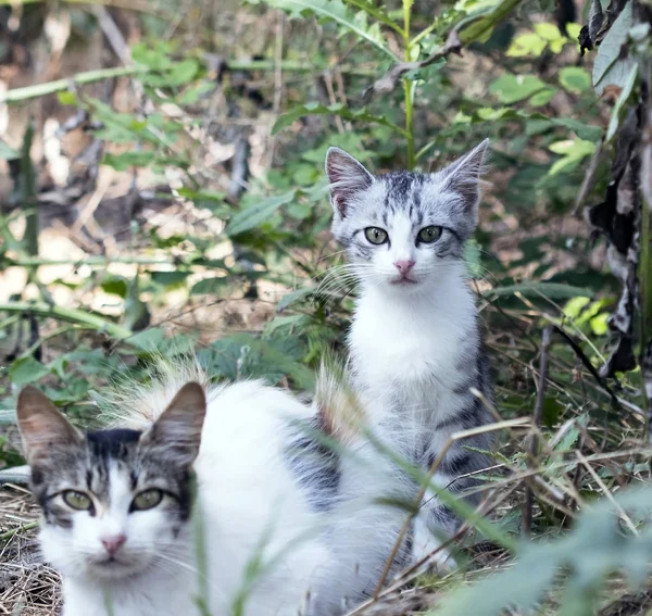 Selvagem Rua Gato Foco Seletivo — Fotografia de Stock