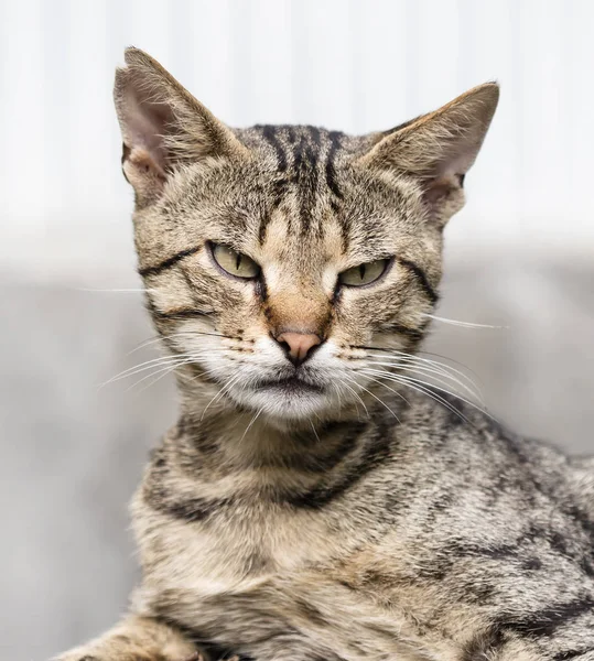 Selvagem Rua Gato Foco Seletivo — Fotografia de Stock