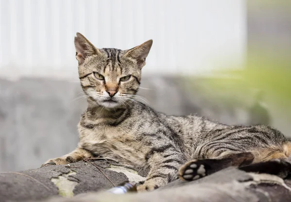 Selvagem Rua Gato Foco Seletivo — Fotografia de Stock