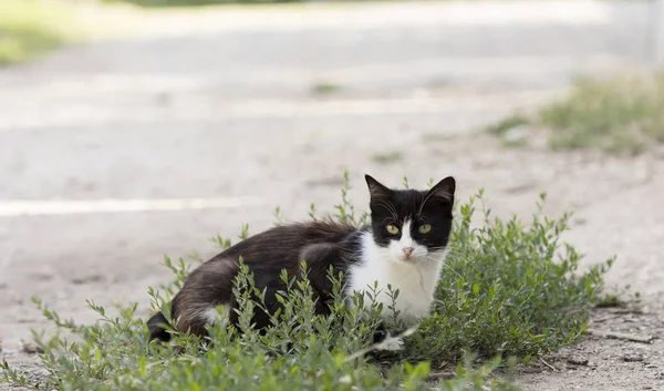 Vahşi Sokak Kedisi Seçici Odaklanma — Stok fotoğraf