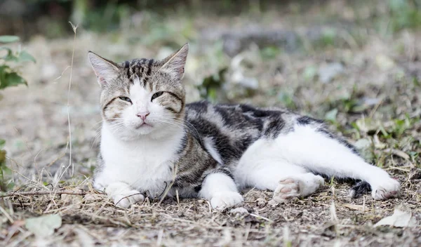 Selvagem Rua Gato Foco Seletivo — Fotografia de Stock