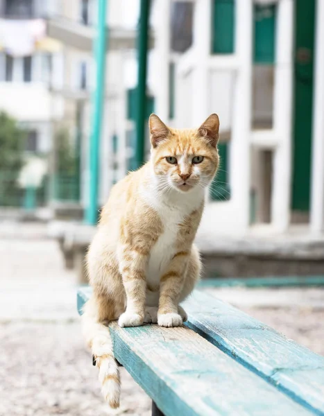 Selvagem Rua Gato Foco Seletivo — Fotografia de Stock