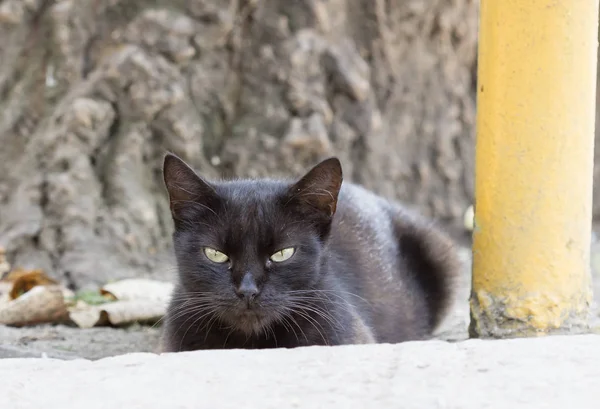 Selvagem Rua Gato Foco Seletivo — Fotografia de Stock