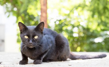 Vahşi sokak kedisi, seçici odaklanma