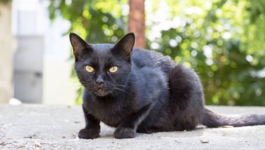 Vahşi sokak kedisi, seçici odaklanma