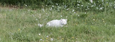 Vahşi sokak kedisi, seçici odaklanma