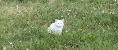 Vahşi sokak kedisi, seçici odaklanma