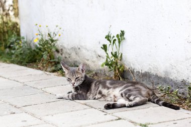 Vahşi sokak kedisi, seçici odaklanma