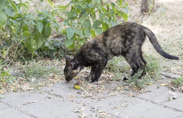 Wild Street Cat Selective Focus — 스톡 사진