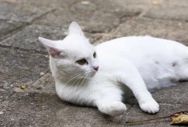 Selvagem Rua Gato Foco Seletivo — Fotografia de Stock