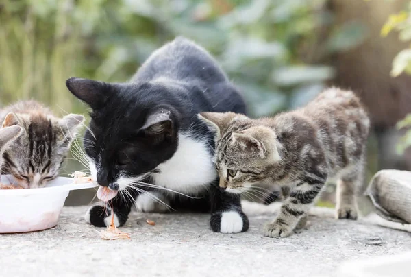 stock image wild street cat, selective focus